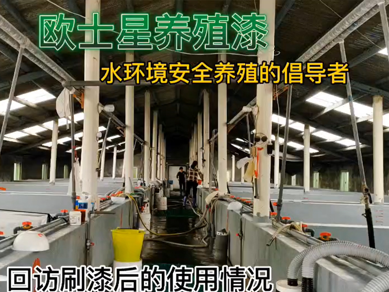 回訪刷漆后的使用情況，11月8日刷完漆，12月7日回訪，蝦苗攝食狀態佳，體色亮，活力好，倡導水環境安全養殖，歐士星養殖漆在行動！